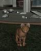     
: 15 Statue_cat_is_OK.jpg
: 332
:	62.0 
ID:	98271